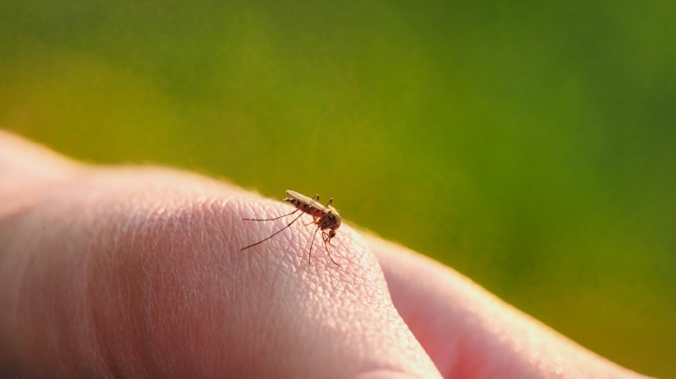Mücken verscheuchen und Stiche behandeln Sommer genießen