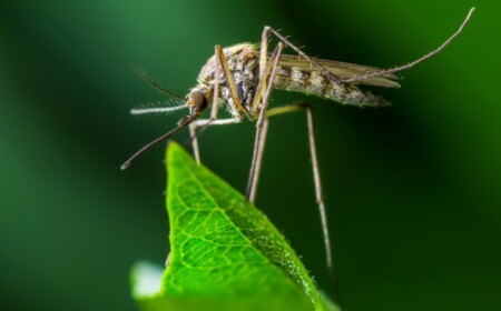 Mückenstiche behandeln und vorbeugen Insektenstiche Juckreiz