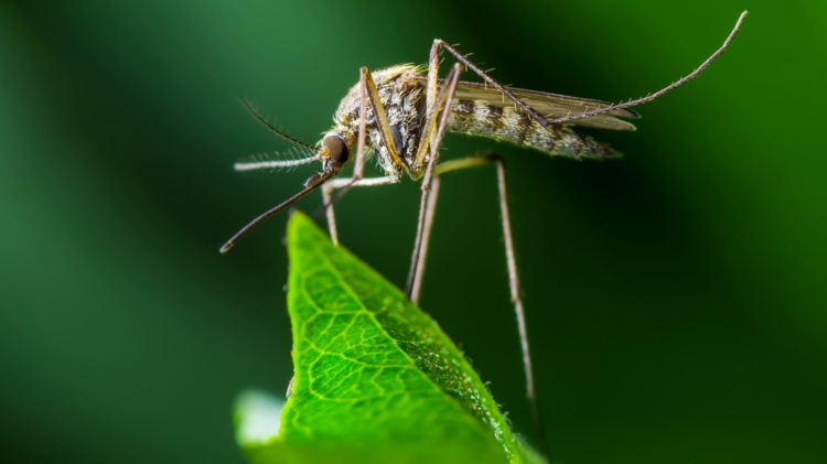 Mückenstiche behandeln und vorbeugen Insektenstiche Juckreiz