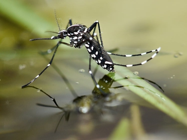 Mückenstiche behandelnTipps und Tricks zur Vorbeugung mit Hausmittel