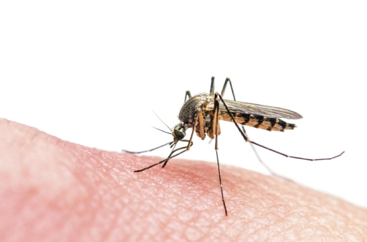 Mückenstiche beim Baby natürliche Hausmittel gegen Juckreiz