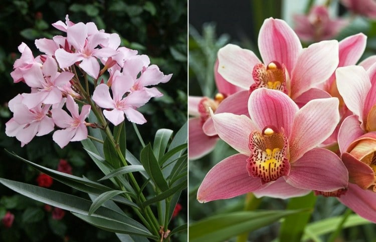 Pflegetipps für Oleander und Orchidee in Rosa Übersicht