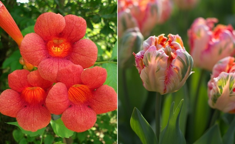 Trompetenblume und Tulpe in Rottönen für Frühling und Sommer