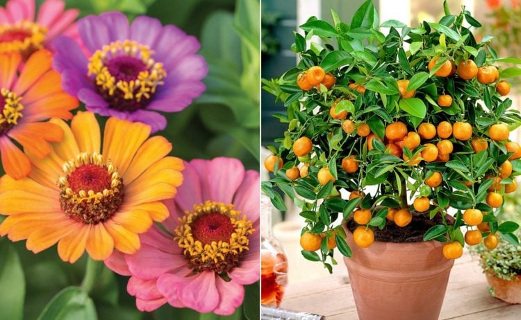 Zinnie als Gartenpflanze und Zitrusbaum als Topfpflanze Mini-Orange Mandarine