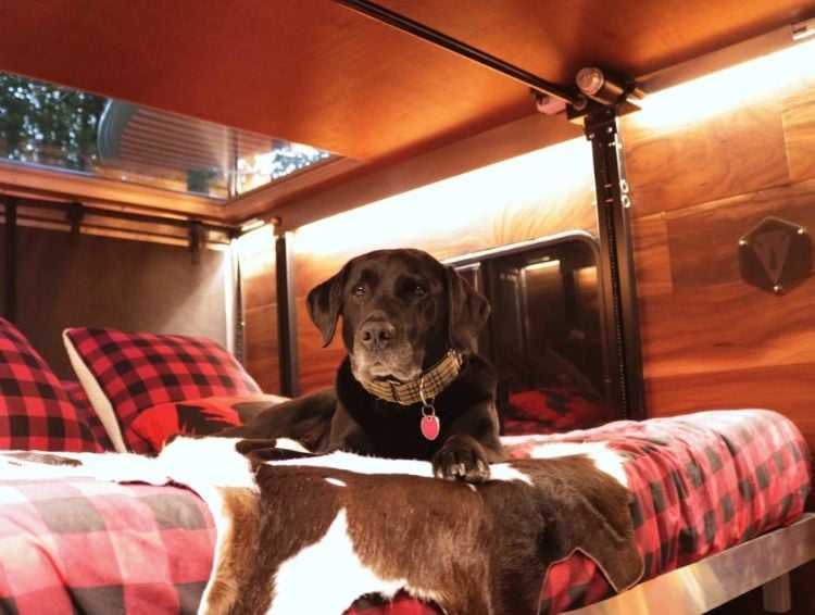 moderner camping anhänger kompakt transporter sequoia schlafbett labrador hund