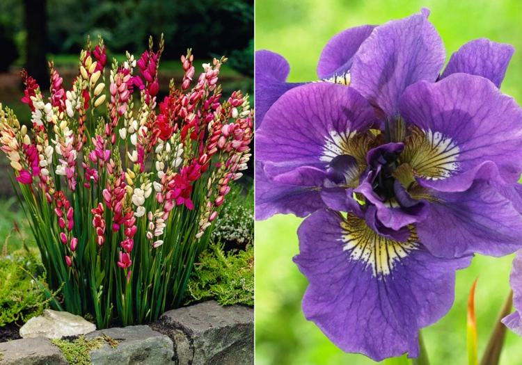 schöne Iris und Ixia mit Bilder als Idee zur Bepflanzung