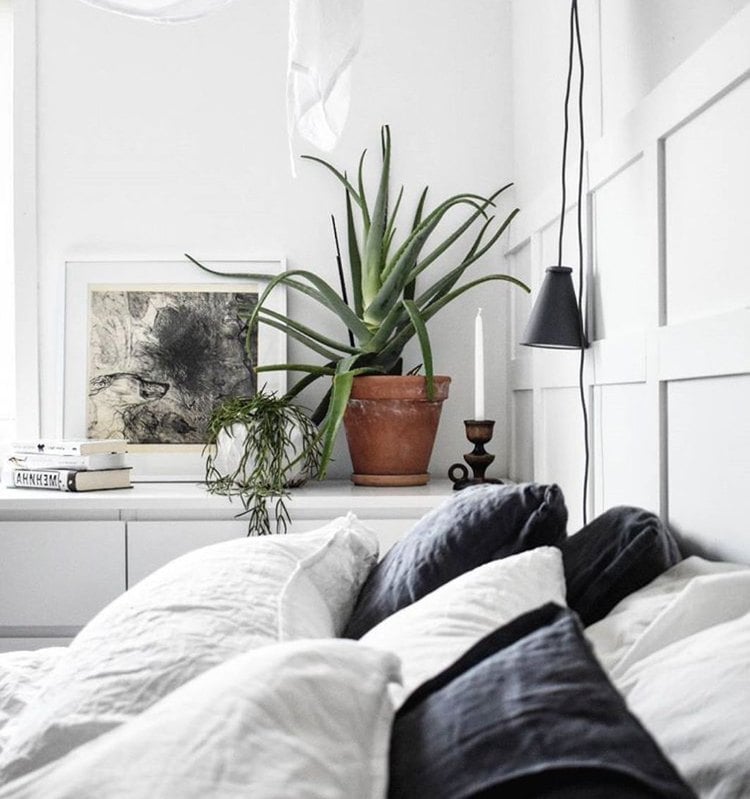 Aloe Vera Pflanze fürs Schlafzimmer gesund luftreinigend
