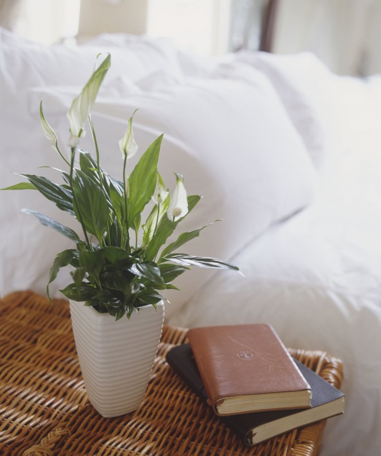 Beste Pflanze fürs Schlafzimmer Spathiphyllum Scheidenblatt, Blattfahne, Einblatt oder auch Friedenslilie