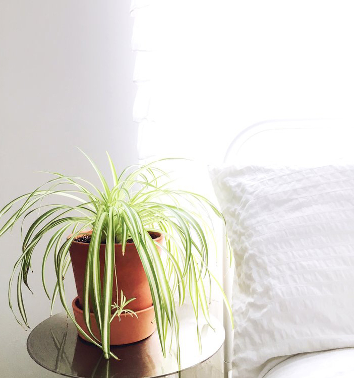Grünlilie Pflanze in einem Tontopf im Schlafzimmer neben Bett