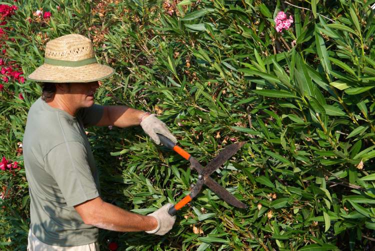 Oleander schneiden Anleitung wann Tipps Hobby Gärtner