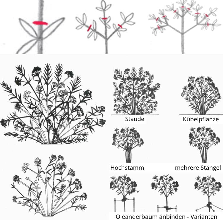 Oleander schneiden anbinden Varianten verschiedene Schnitte Baum anbinden