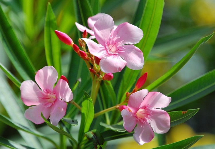 Oleander schneiden rosa Blüten Anleitung mit Bild