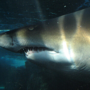 Auf Mallorca ist ein rund vier Meter langer Hai aufgefunden