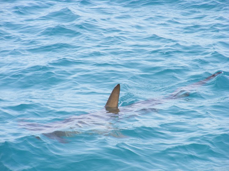 Auf Mallorca ist ein toter Hai angespült worden