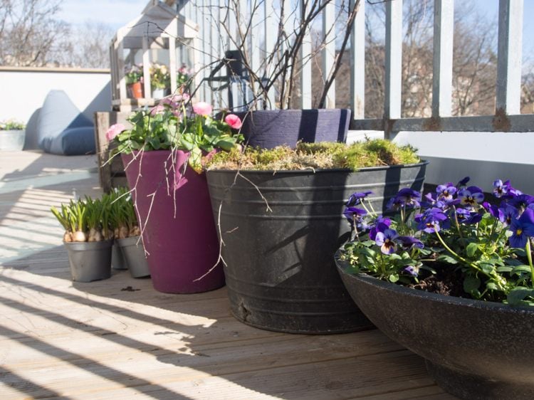 Balkonbepflanzung Ideen Schalen und Eimer bepflanzen