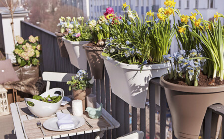 Balkonkasten im Frühling bepflanzen Narzissen Hyazinthen