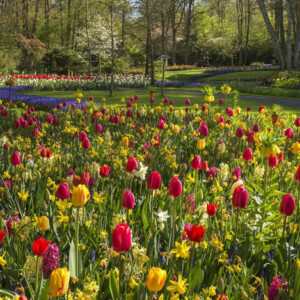 Blütenpracht in Keukenhof