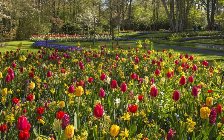 Blütenpracht in Keukenhof