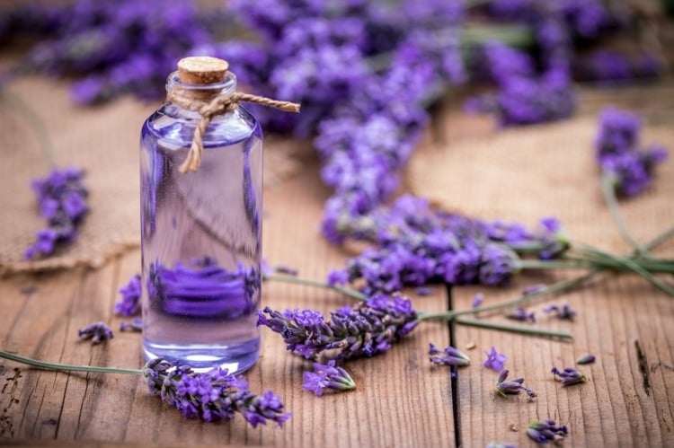 Der Duft von Lavendel hilft beim Stressabbau