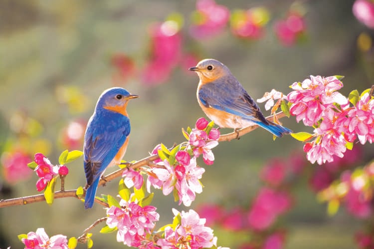 Frühlingsanfang 2019 meteorologisch 1 März Vögel Blüten Kirsche