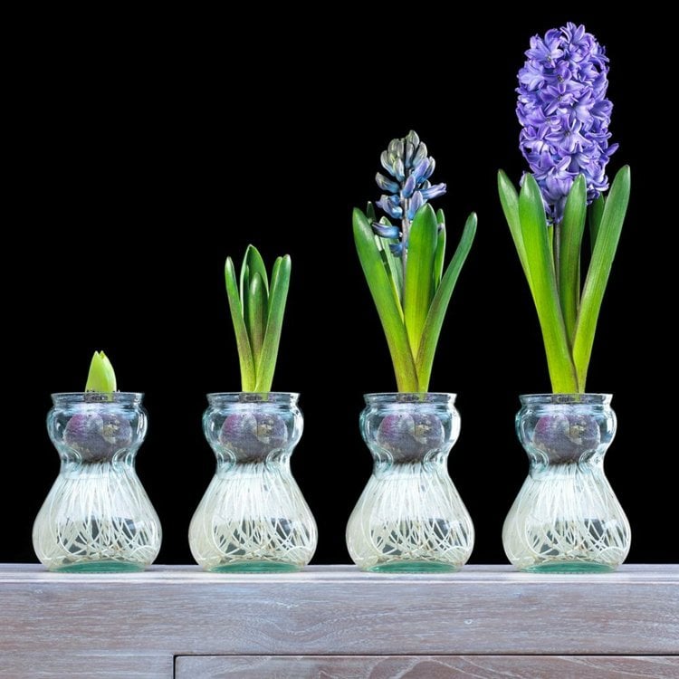 Hyazinthe im Glas - Pflege und Tipps für eine schöne Blüte
