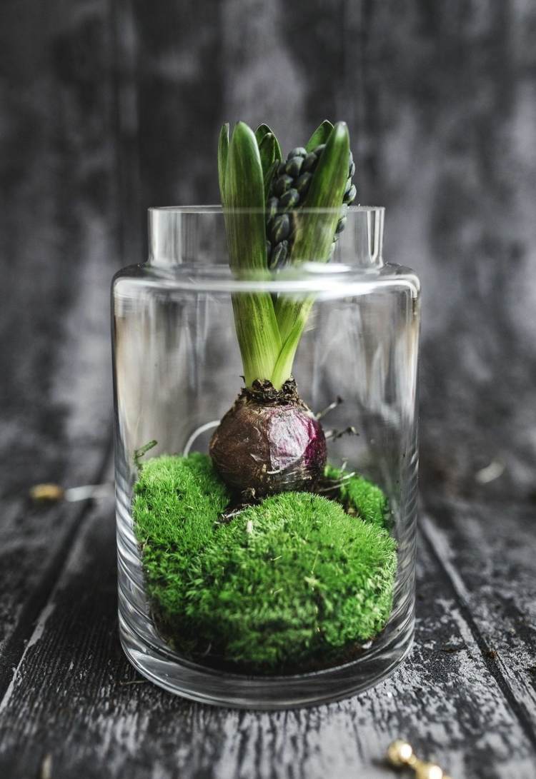 Hyazinthe im Glas mit Moos für eine Deko aus Naturmaterialien