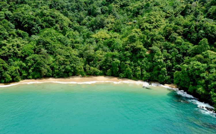 Insel Urlaub Tobago Strand Küste Wald