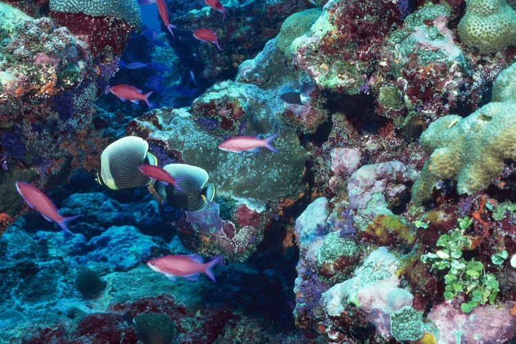 Laut Forschern wurde das erste Korallenriff in Italien entdeckt