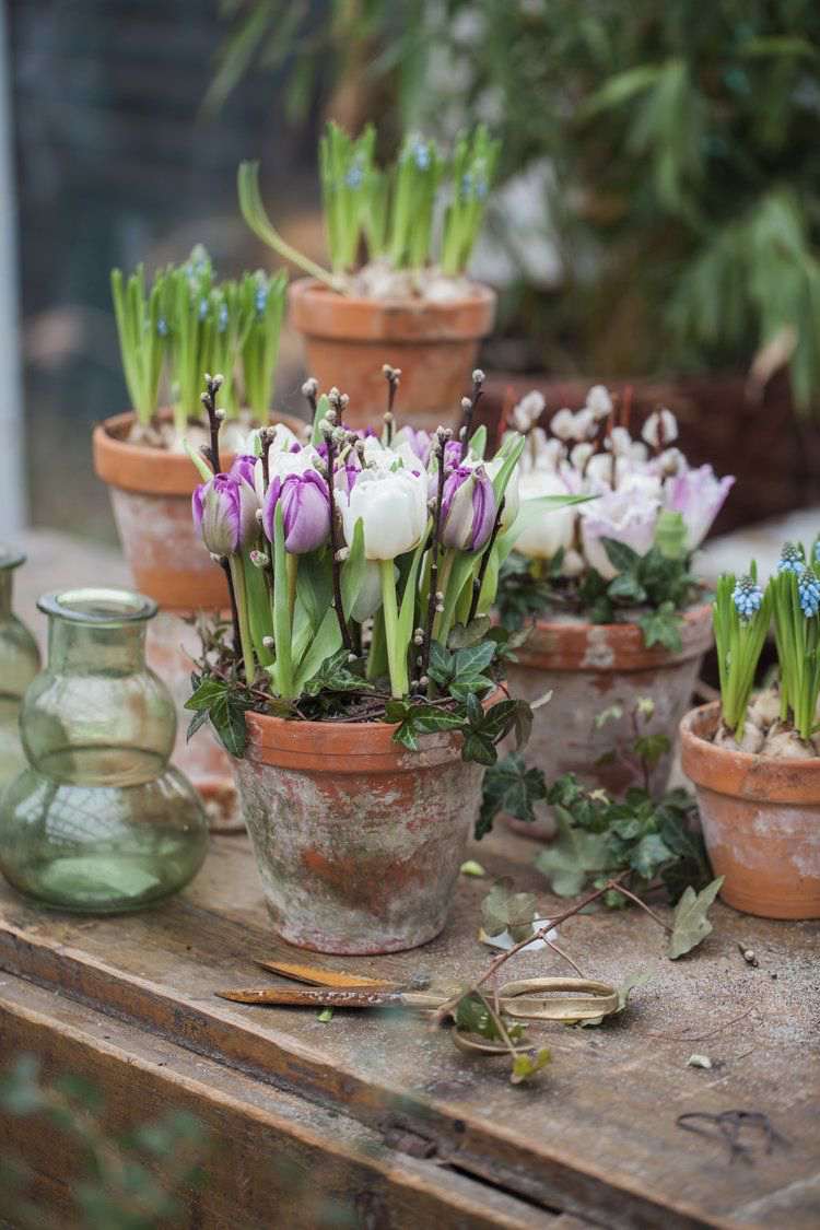 Tulpen in einem Terrakottatopf Weidenkätzchen und Efeu