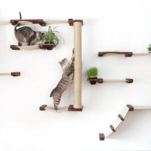 agility parcour hindernis und hängebrücke für katzen an der wand mit pflanzen selber bauen und installieren