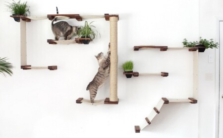 agility parcour hindernis und hängebrücke für katzen an der wand mit pflanzen selber bauen und installieren