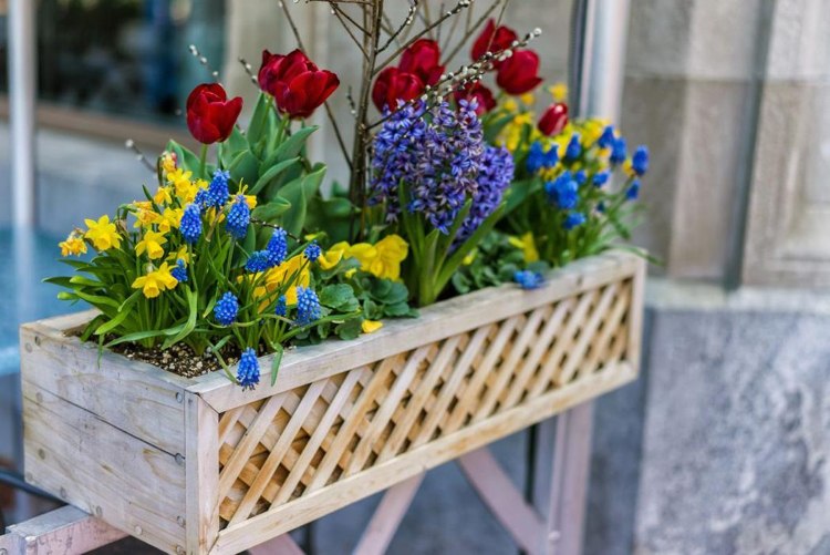 balkonkasten frühling Tulpen, Hyazinthen, Narzissen in Kontrastfarben