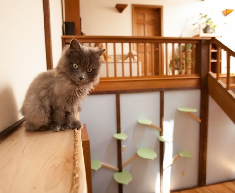 kratzbaum selber bauen an der wand zuhause spielraum für katzen pracours