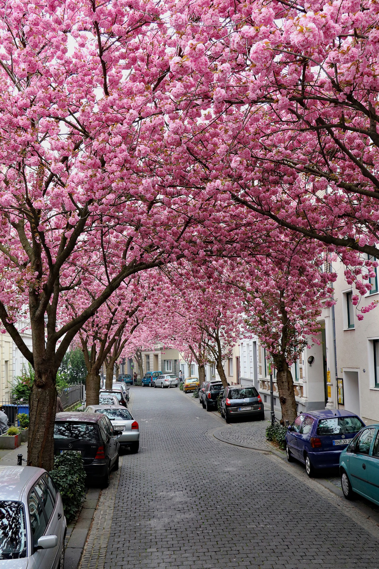 Kirschblute In Bonn 2019 Die Zierkirschen Stehen In Voller Blute