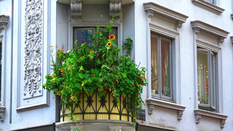 Indoor Gardening auf dem Balkon üppige Pflanzen als Sichtschutz
