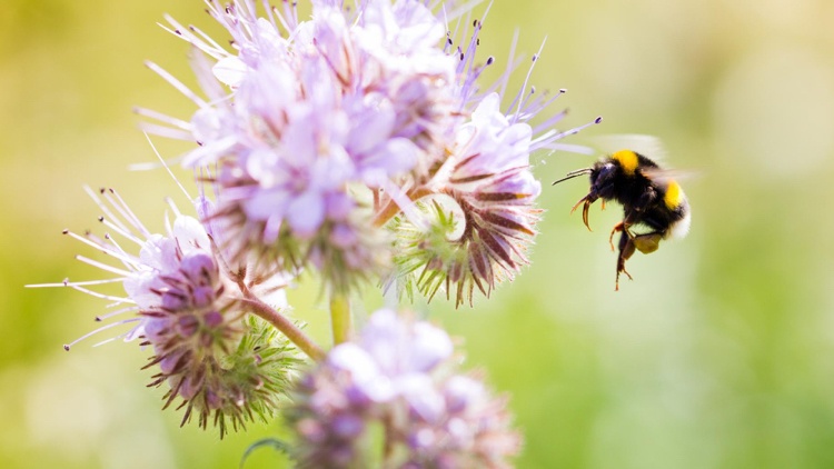 Tag der Erde Bienenschutz Gesetz
