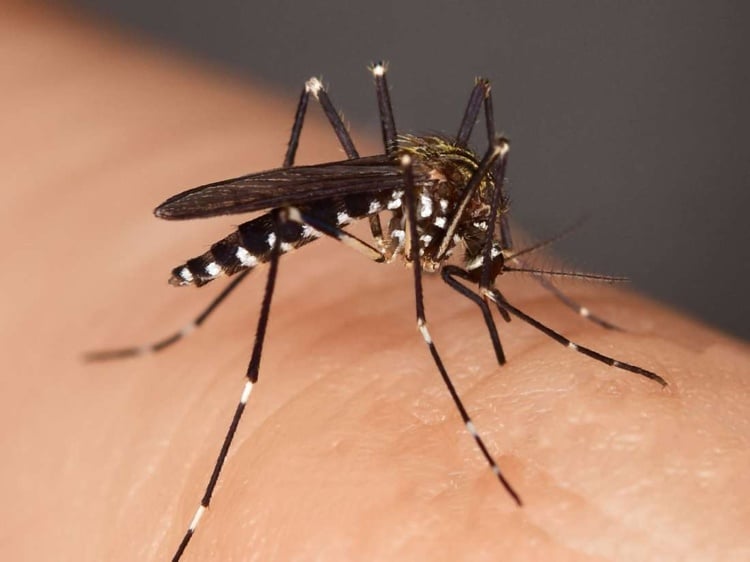 weibliche Anopheles-Mücken übertragen Malaria auf Menschen