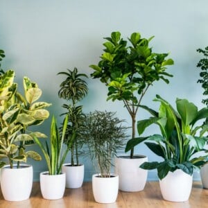 zimmerpflanzen umtopfen in weißen übertöpfen aus keramik angeordnete grünpflanzen im wohnzimmer