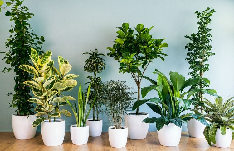 zimmerpflanzen umtopfen in weißen übertöpfen aus keramik angeordnete grünpflanzen im wohnzimmer