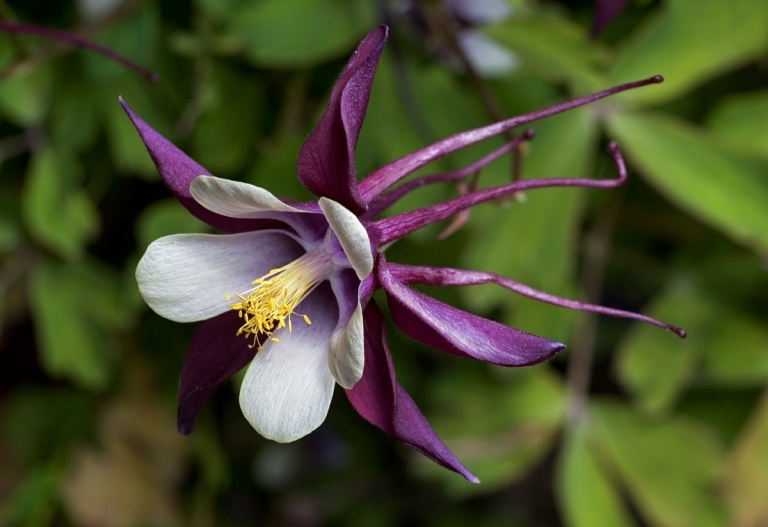 Akelei (Aquilegia) mit attraktiver Blüte in dunklem Lila