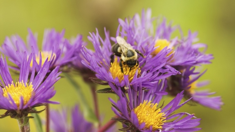 Bienenfreundlicher Garten und Terasse Ideen Trends Gartengestaltung