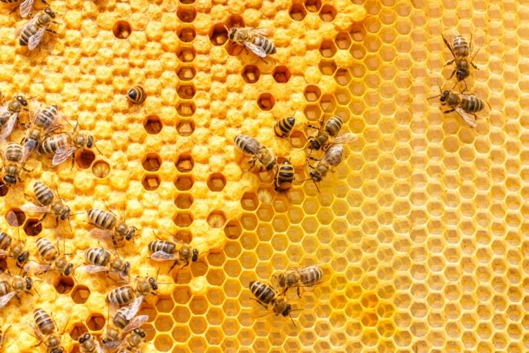 Bienenpollen sind gesund und versorgen den Körper mit Mineralien und Vitaminen