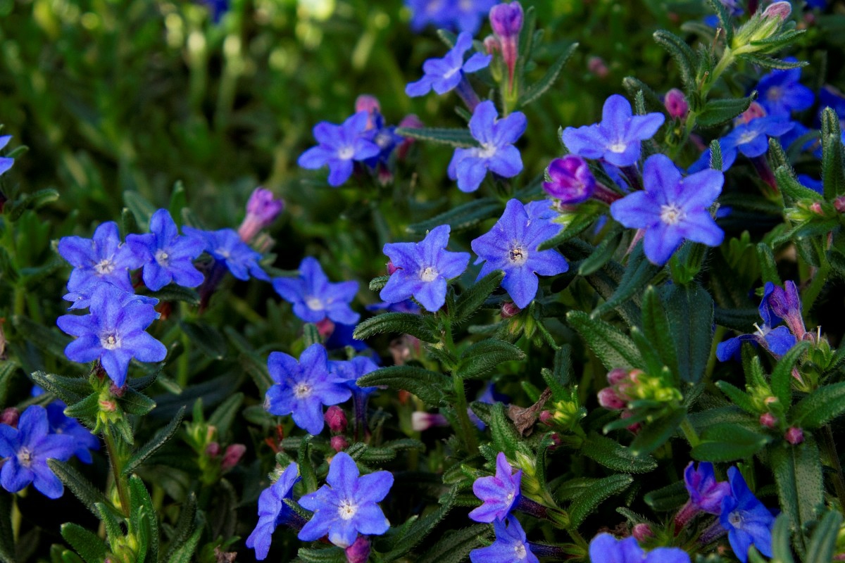 Blau blühende Stauden als Hingucker im Garten Wählen Sie