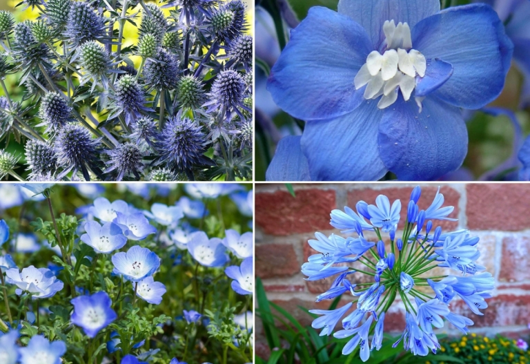 Blau blühende Stauden als Hingucker im Garten Wählen Sie