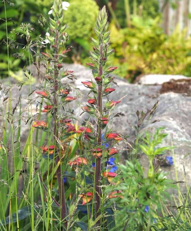 Chelsea Blumenausstellung Dendrobium Stardust rote Orchidee Blüten