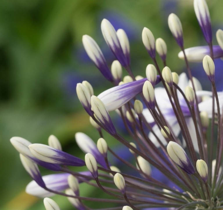 Chelsea Blumenausstellung Schmucklilie lila weiß Blüten Garten