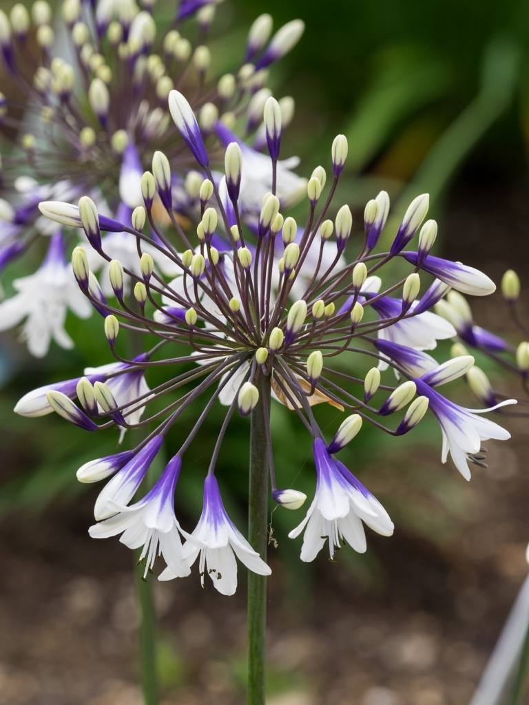 Chelsea Blumenausstellung Schmucklilie weiß blau Blüten