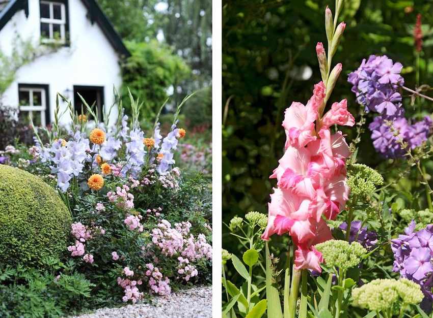 Cottage Garten Pflanzen Gladiolen lila rosa