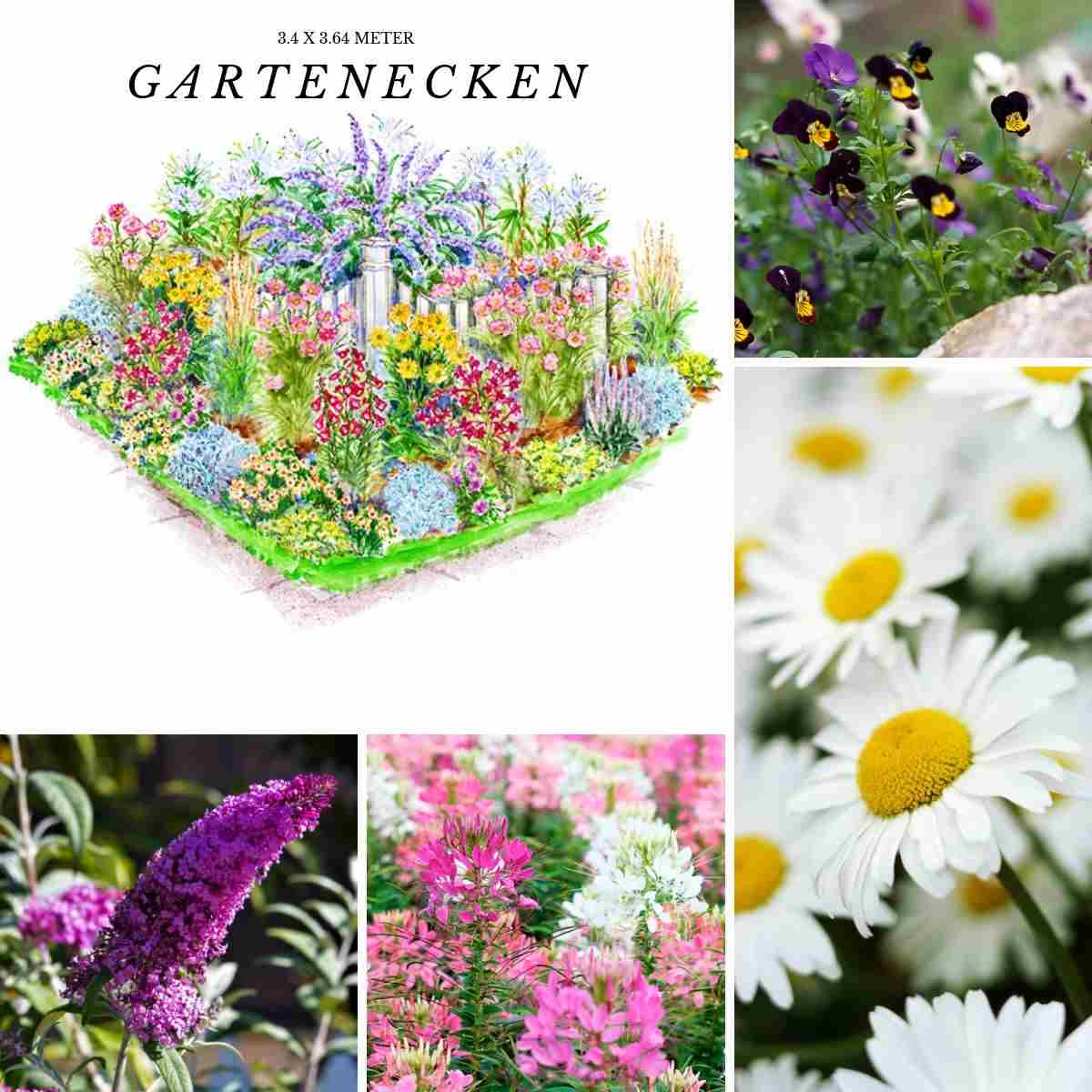 Cottage Garten Pflanzen Pflanzplan gartenecke Sommerflieder Spinnenblume Rittersporn Steifmütterchen