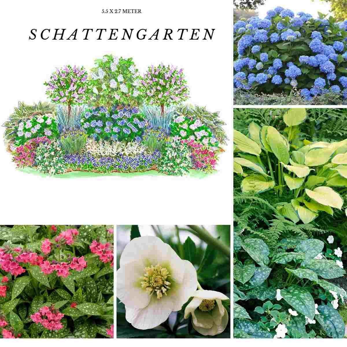 Cottage Garten Pflanzen Schatten Hortensie Krötenlilie Sumpf Schwertlilie Lenzrose Blaublatt Funkie großblättriges Vergissmeinnicht